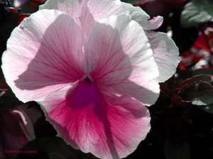 041205_marilyn 041205_marilyn