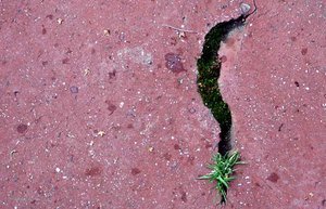 060405herbe_almanach_gianni_de_copie