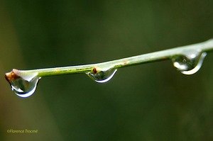 070305gouttes_copie