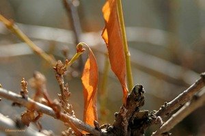 090405feuille_morte_almanach_de_copie