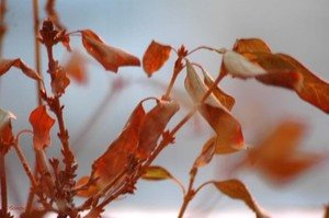 141205_sylvie_fabre_g