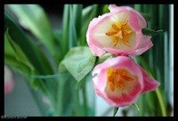 15_anne_perrier 15_anne_perrier