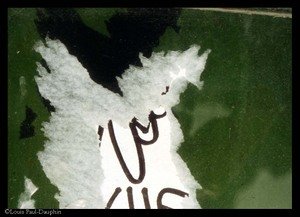 17_oiseau_vert_chavanne