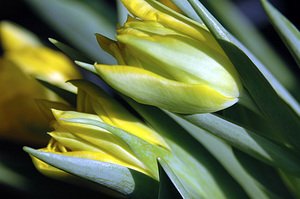 180105tulipealmanach