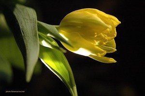 180205tulipe_tardieu_jaune_copie