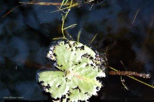 180805_vesna_parun_nenuphar