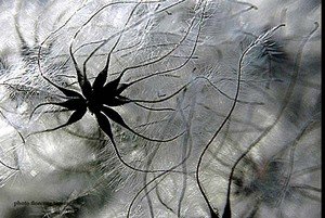 240105poulamouche_michaux_copie