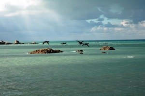 280205oies_bernaches_bonne_copie