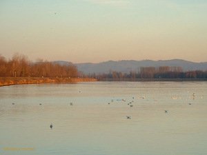 281105_margantin_rhin_2