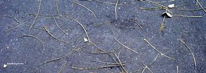 Brindilles_copie_1 Brindilles_copie_1