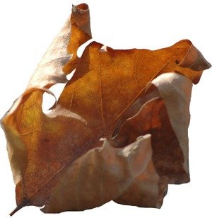 Feuille_morte_dtoure_petite_1_1 Feuille_morte_dtoure_petite_1_1