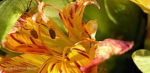 Fleur_char_janvier_05_copie Fleur_char_janvier_05_copie